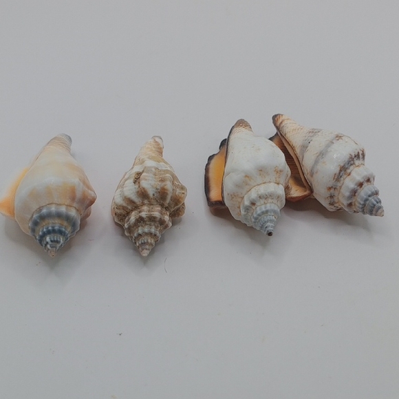 Seashell Decor - Picture 4 of 5